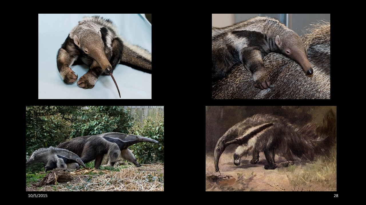 anteater