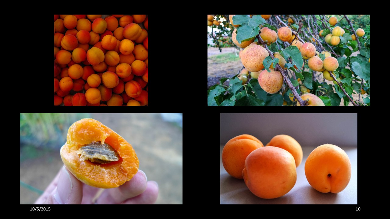 apricot