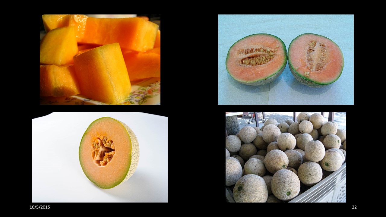cantaloupe