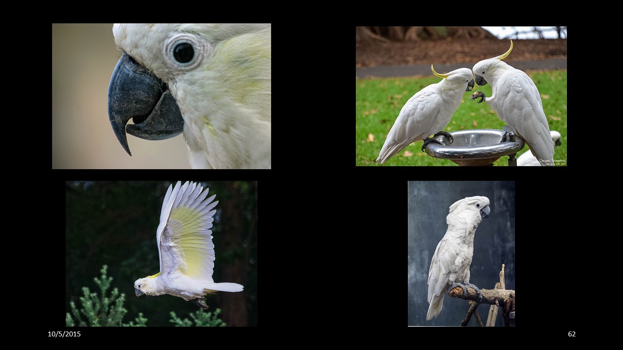 cockatoo