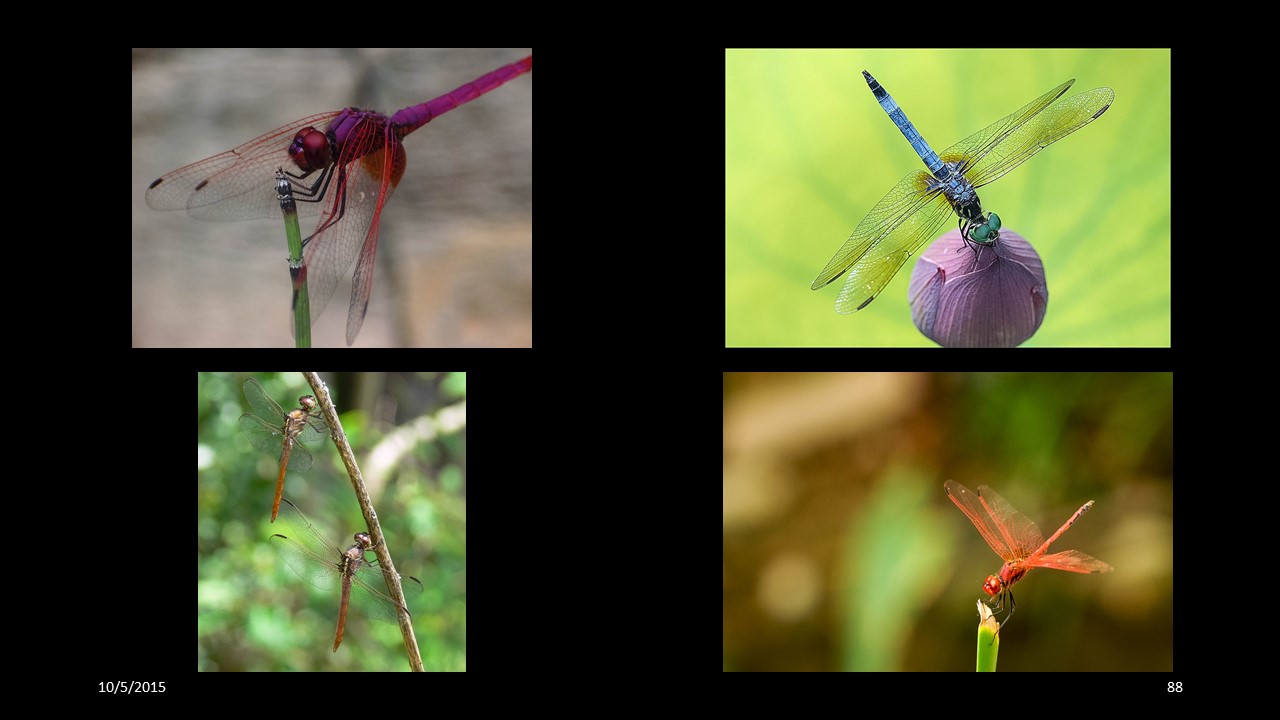 dragonfly