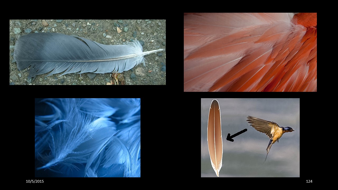 feather