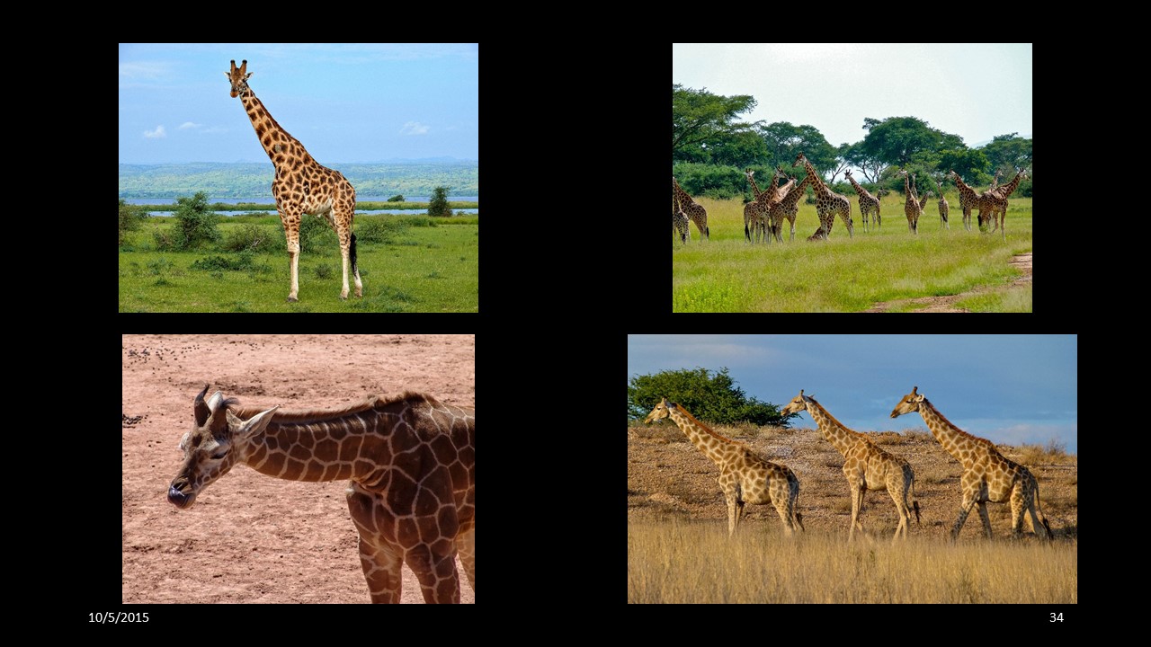 giraffe