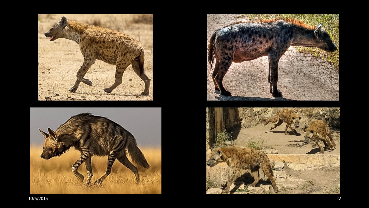 hyena