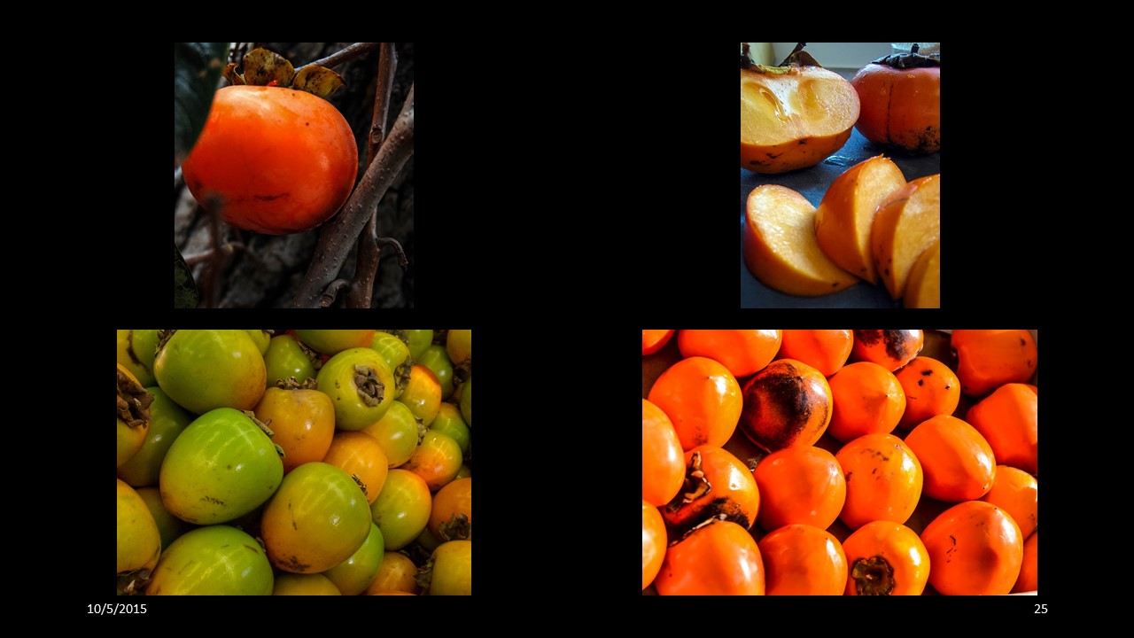 persimmon