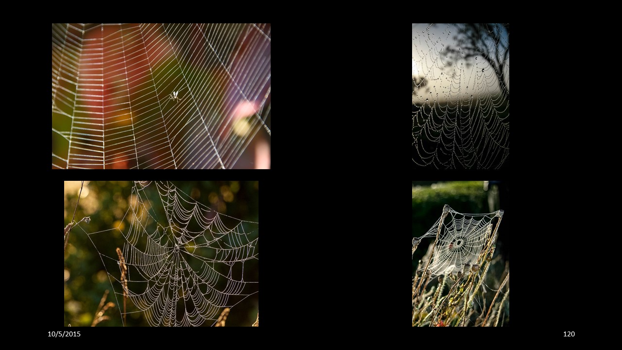 spiderweb