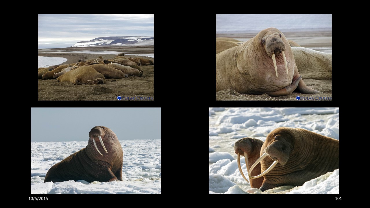 walrus