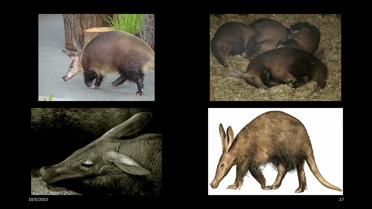 aardvark