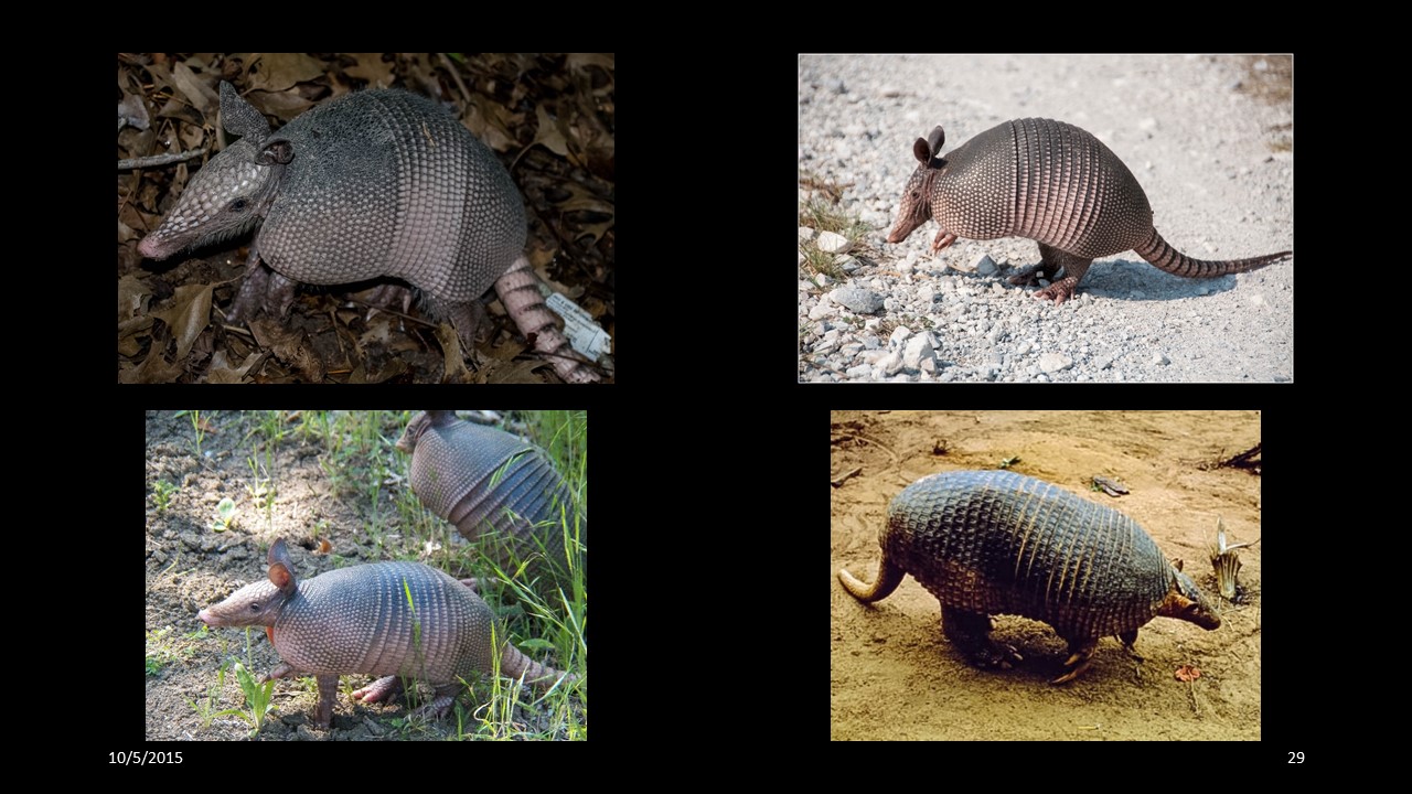 armadillo
