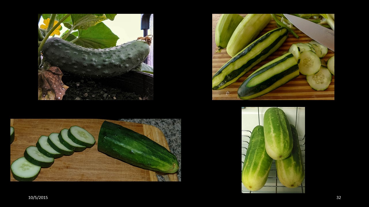 cucumber