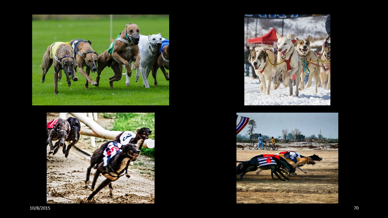 dogracing
