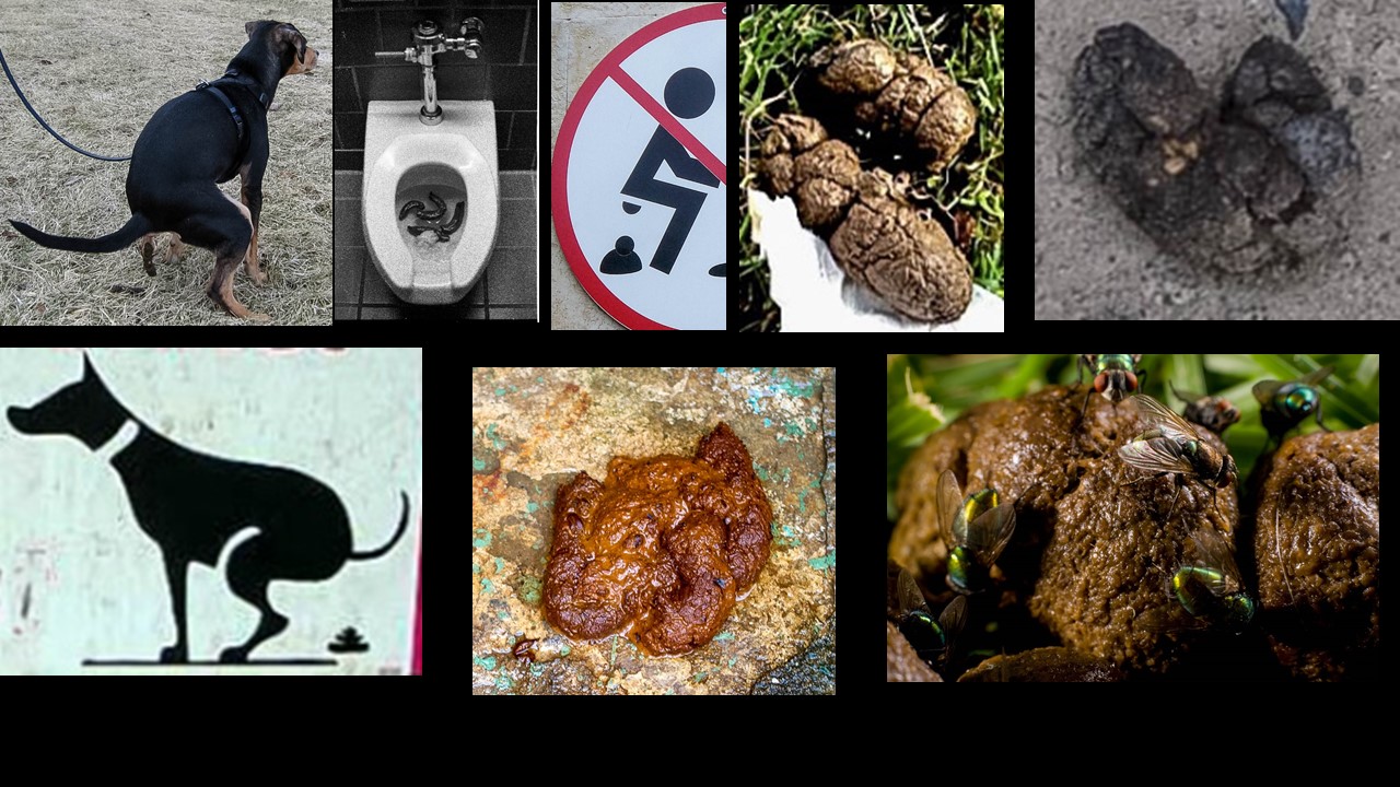 feces