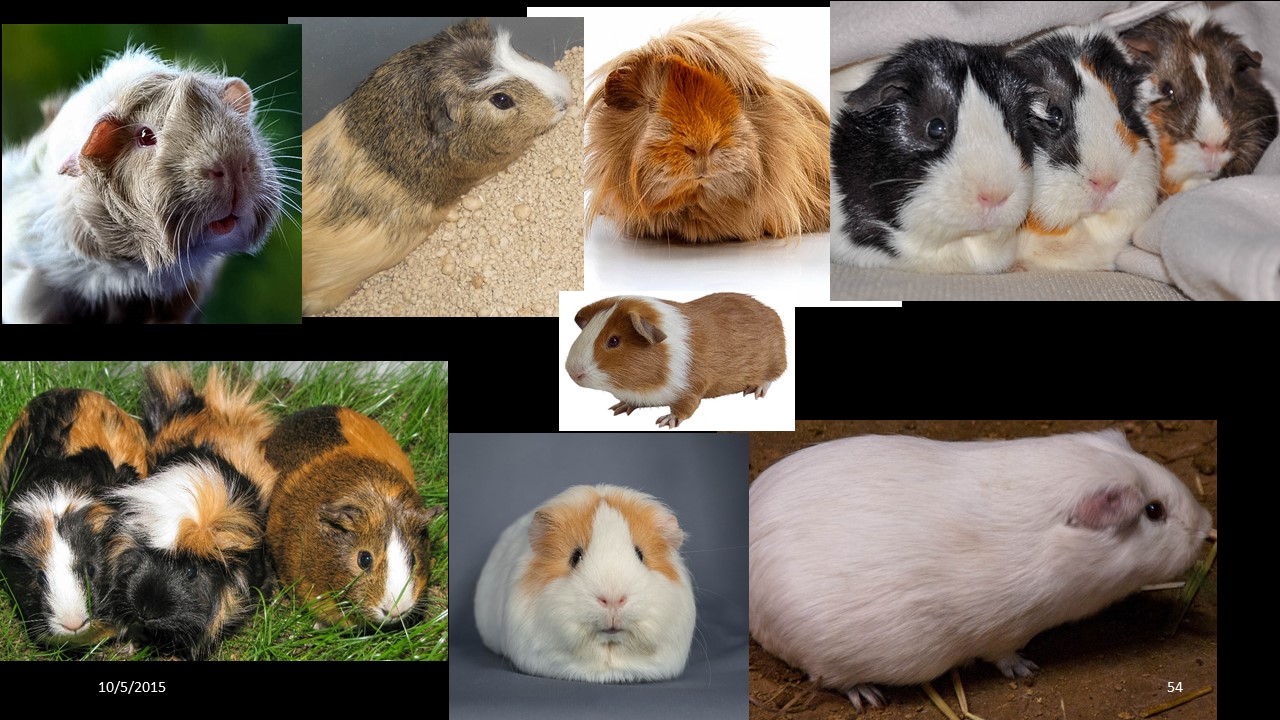 guineapig