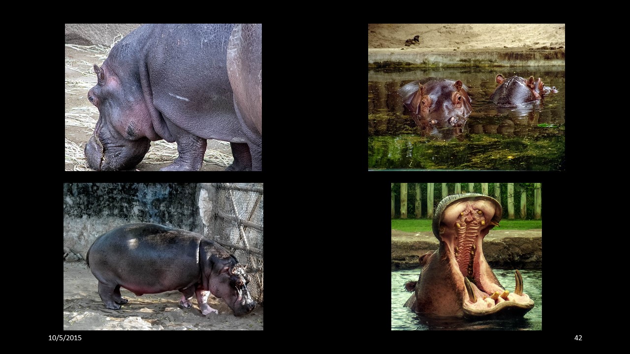 hippopotamus