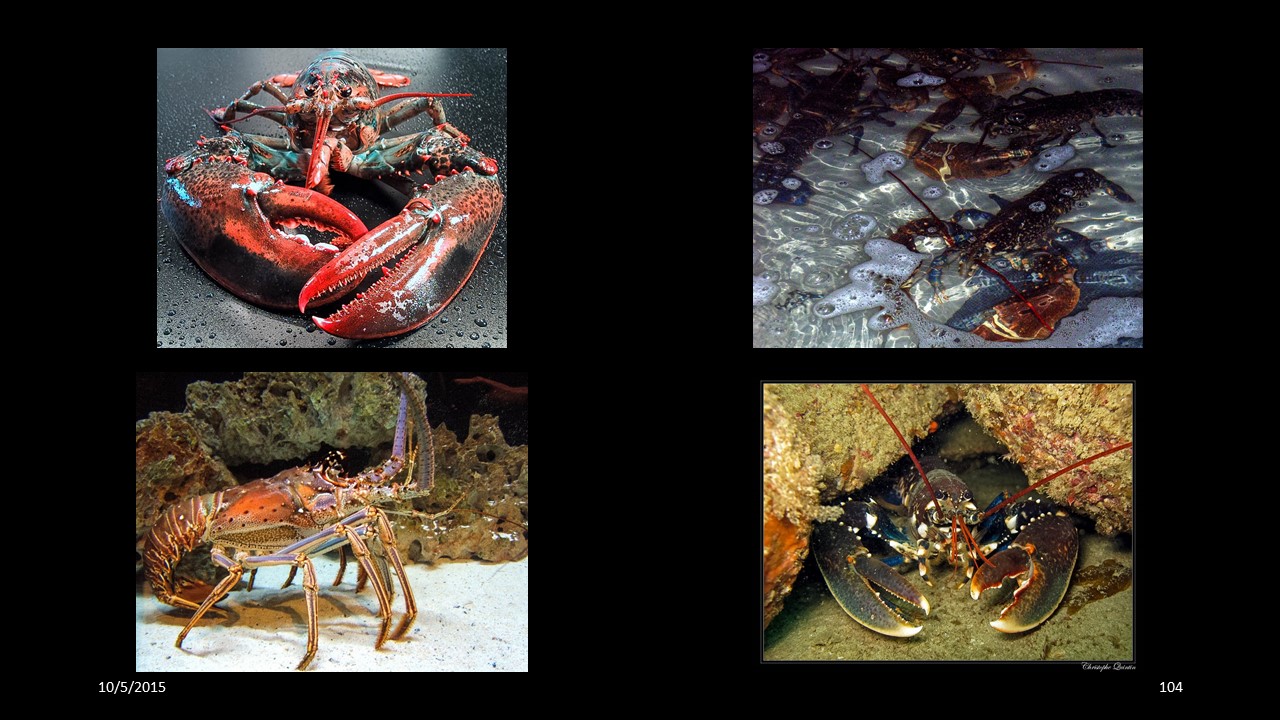 lobster