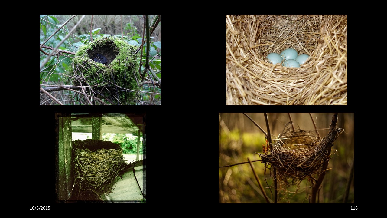 nest