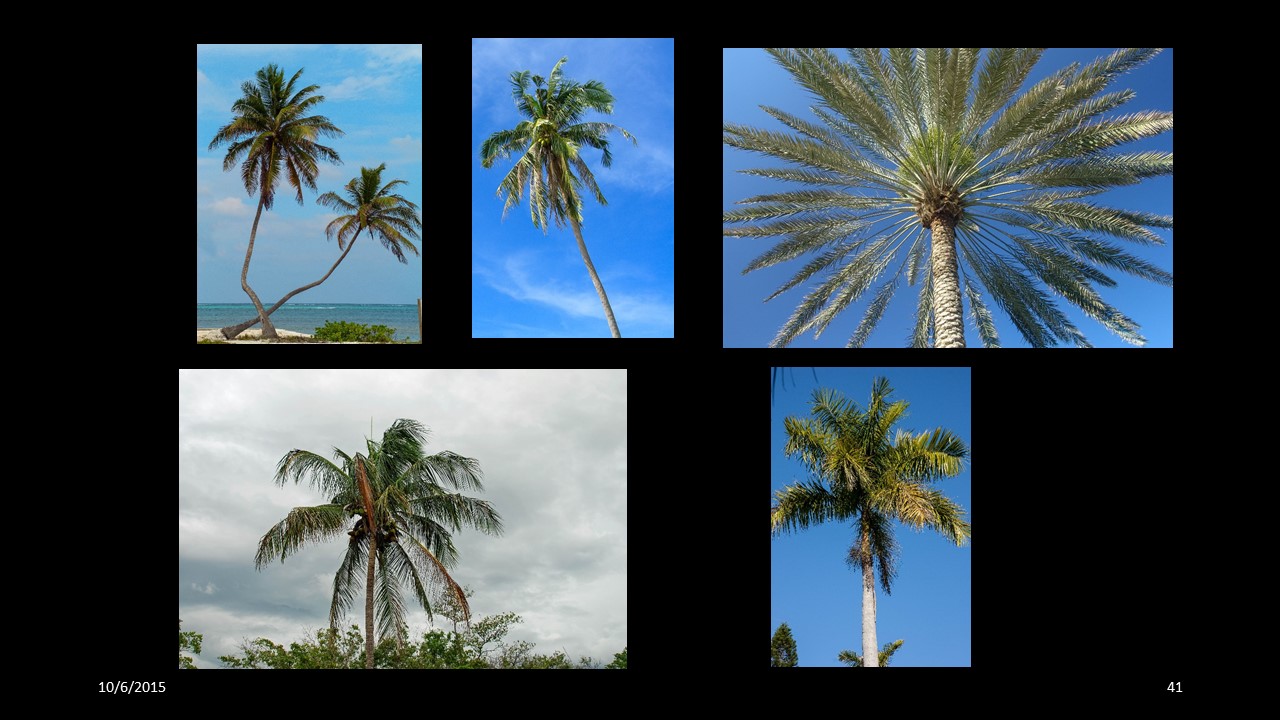 palmtree