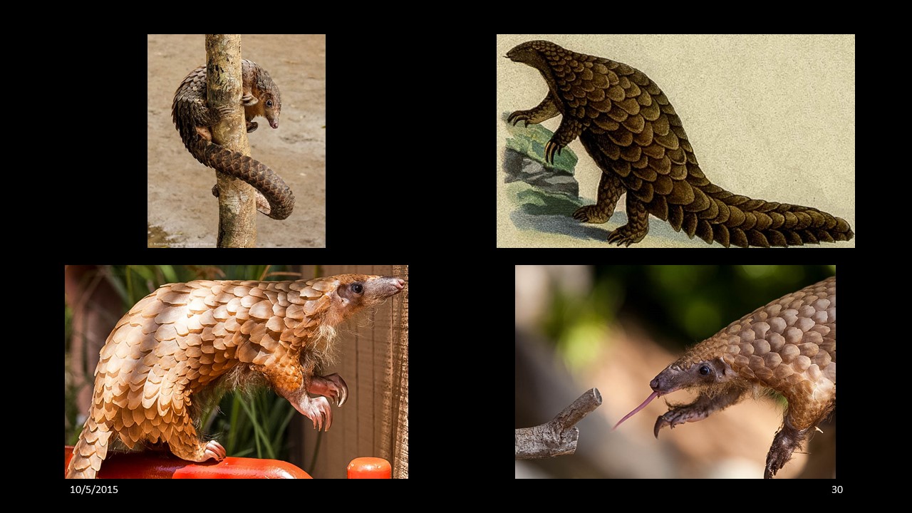 pangolin