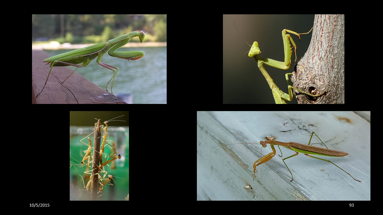 prayingmantis