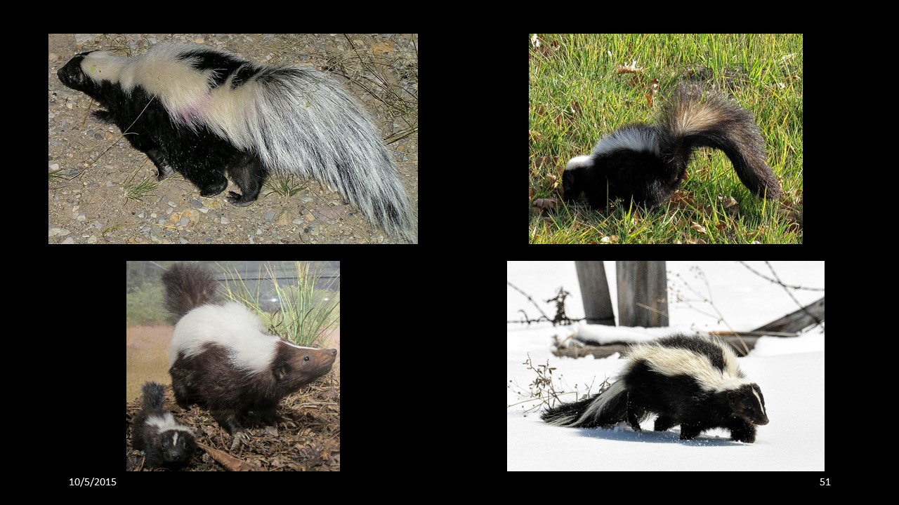 skunk