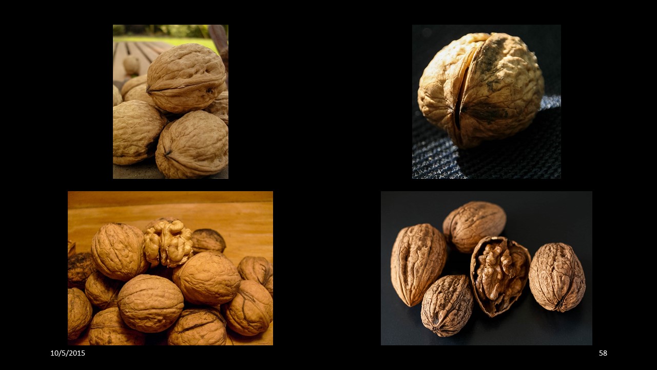 walnut